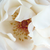 Wit - Grandiflora-floribunda roos - White Queen Elizabeth